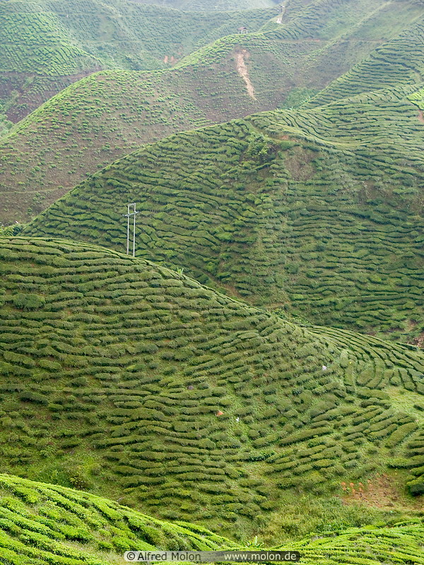 03 Tea hills