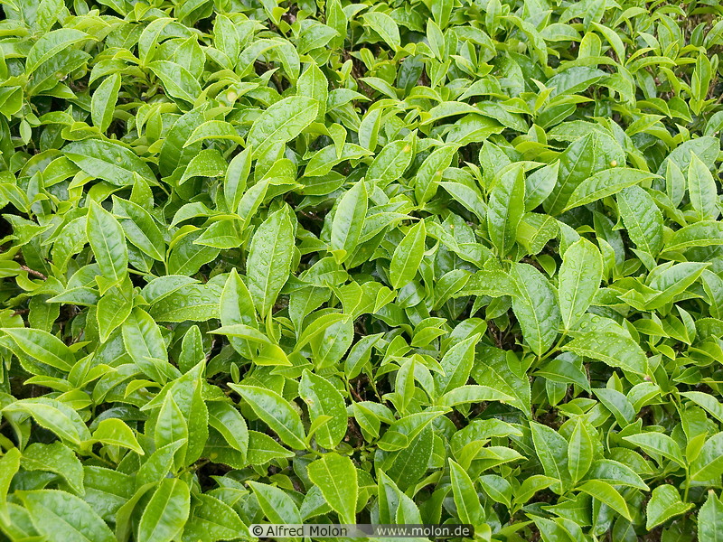 06 Tea leaves