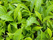 05 Tea leaves