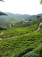 12 Tea plantation