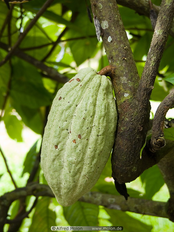 07 Cocoa fruit