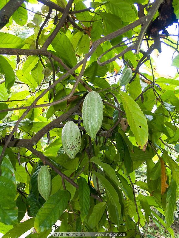 12 Cocoa fruits