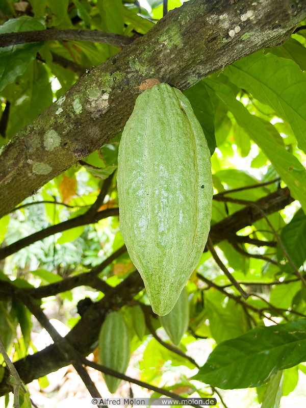 13 Cocoa fruit