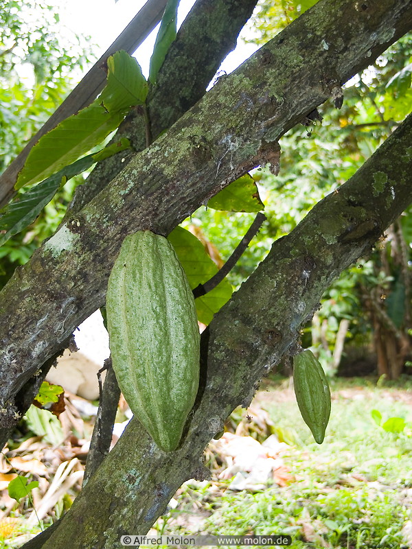14 Cocoa fruits hanging from tree