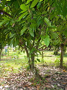 03 Cocoa tree