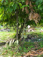 08 Cocoa tree and fruits