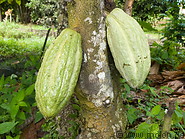 11 Cocoa fruits