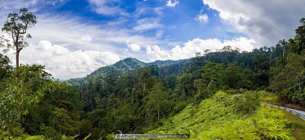 26 Mountain rainforest