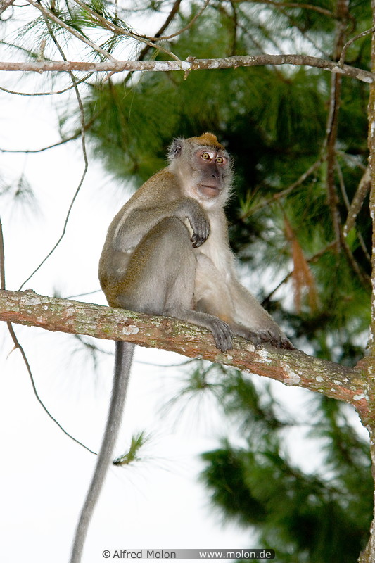26 Macaque monkey on pine tree