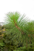 22 Pine tree foliage