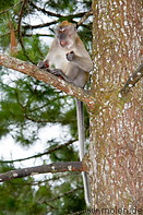 24 Macaque monkey on pine tree