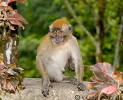 25 Macaque monkey