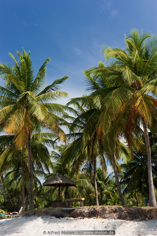 02 Coconut palm trees