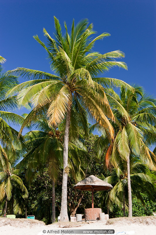 14 Coconut palm trees