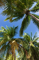 01 Coconut palm trees