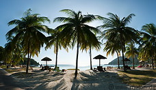 11 Coconut palm trees and sea