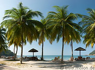 18 Coconut palm trees and sea