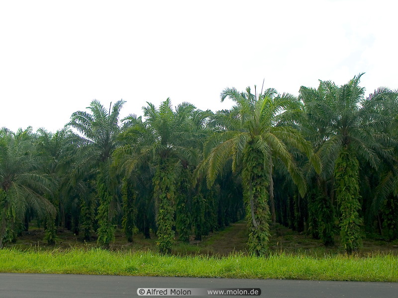 04 Oil palms