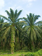 01 Oil palms