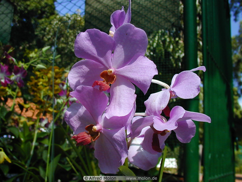 01 Orchids