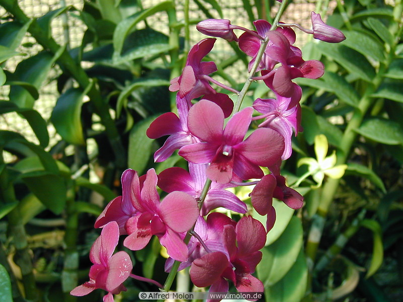 03 Orchids