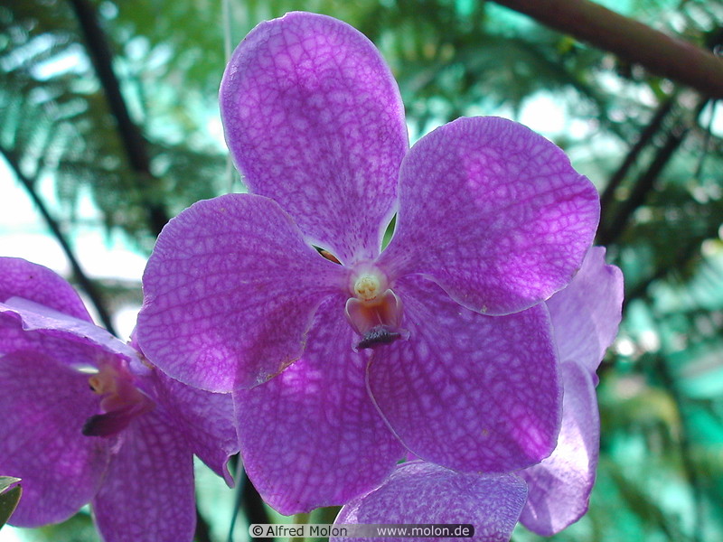 05 Orchids
