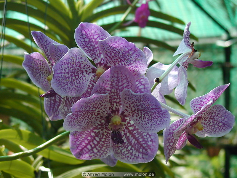 07 Orchids