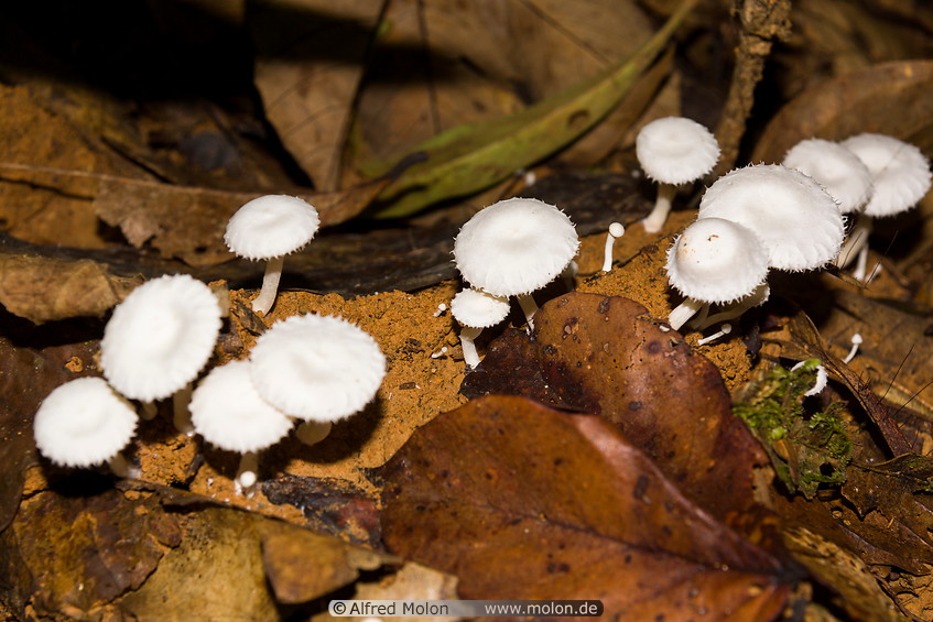09 White fungi