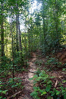 06 Jungle path