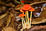 08 Orange mushrooms