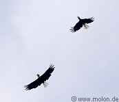 12 Plain-pouched hornbills