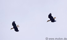 14 Plain-pouched hornbills