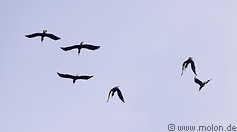 18 Plain-pouched hornbills