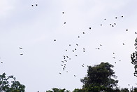 21 Swarm of plain-pouched hornbills