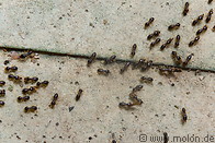 23 Termites