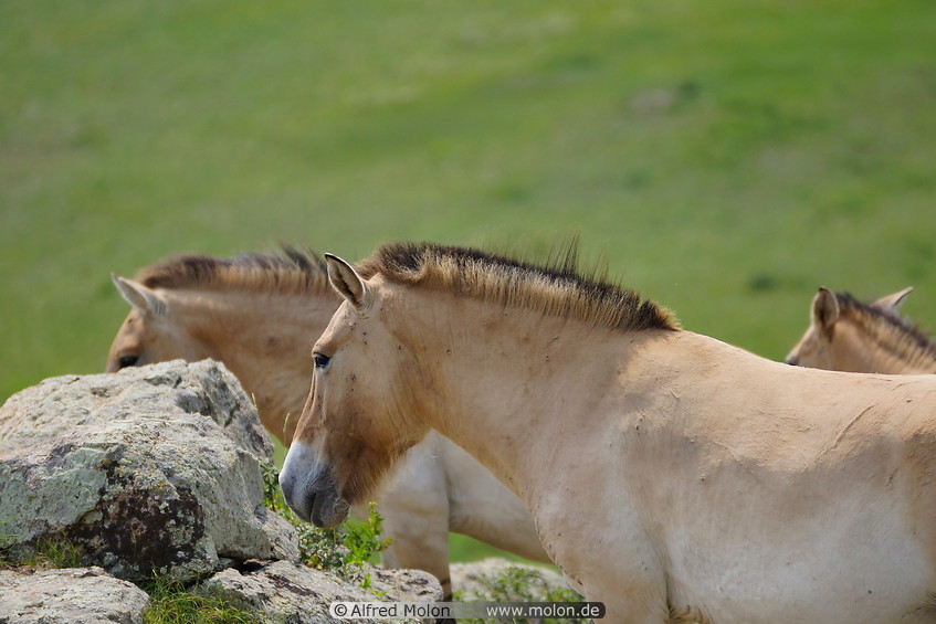 07 Przewalski horses