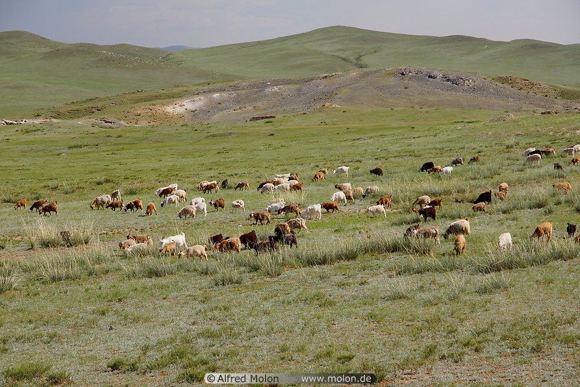 05 Herd of goats
