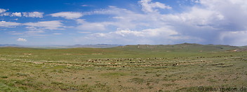 07 Herd of goats