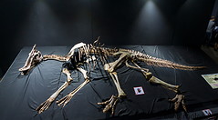 15 Saurolophus skeleton