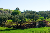 01 Fields and Olive trees