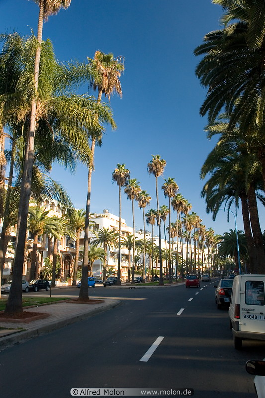 07 Street lined with palm trees
