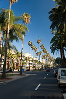 07 Street lined with palm trees