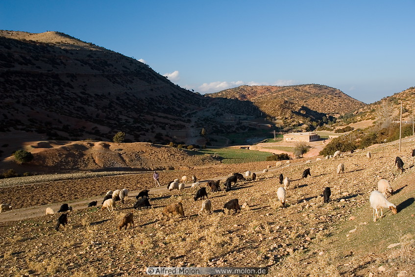 19 Goats and sheep grazing in valley