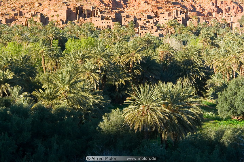 04 Date palms plantation and village with red walls houses