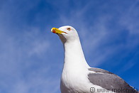 01 Seagull
