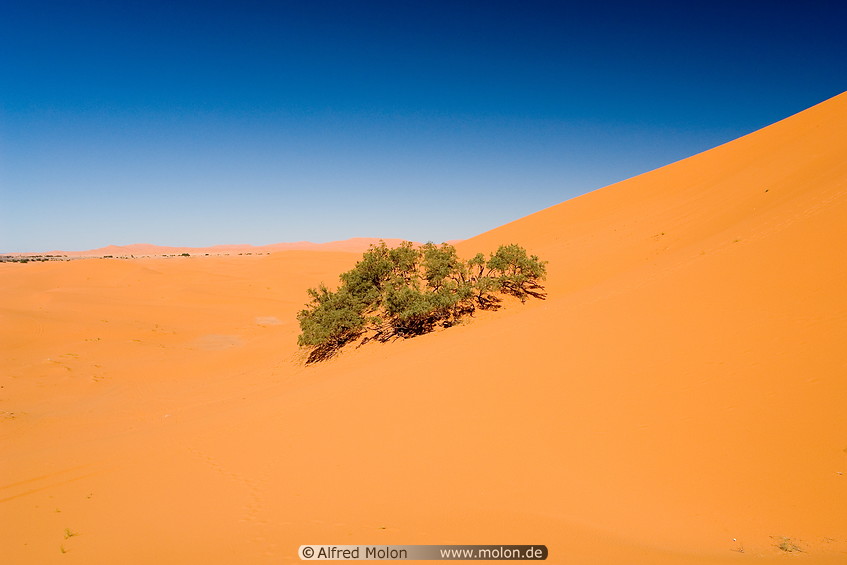 03 Tamarix bush and sand dune