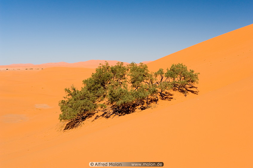 04 Tamarix bush and sand dune