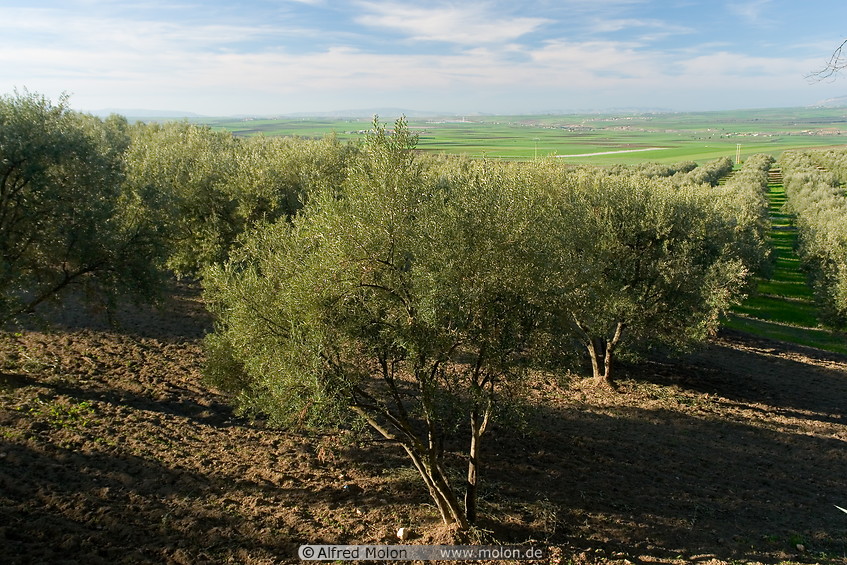 03 Olive tree plantation