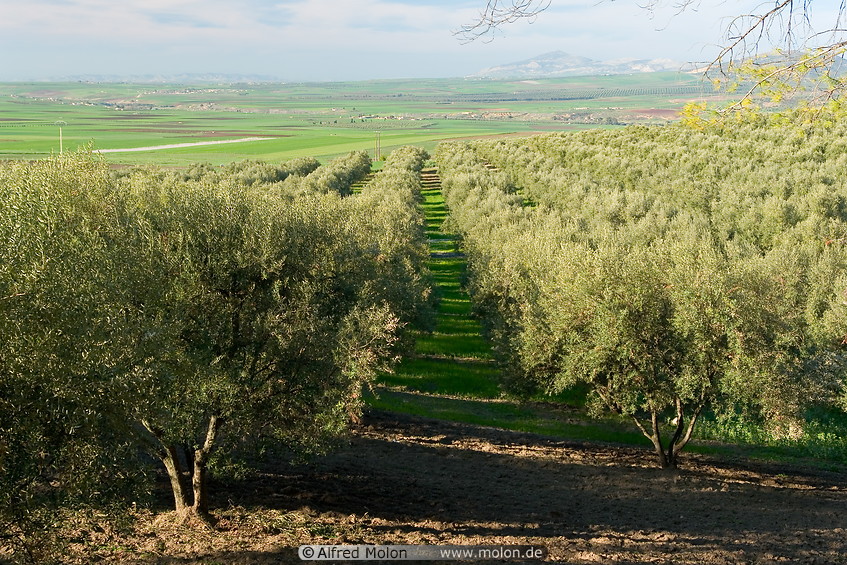 04 Olive tree plantation
