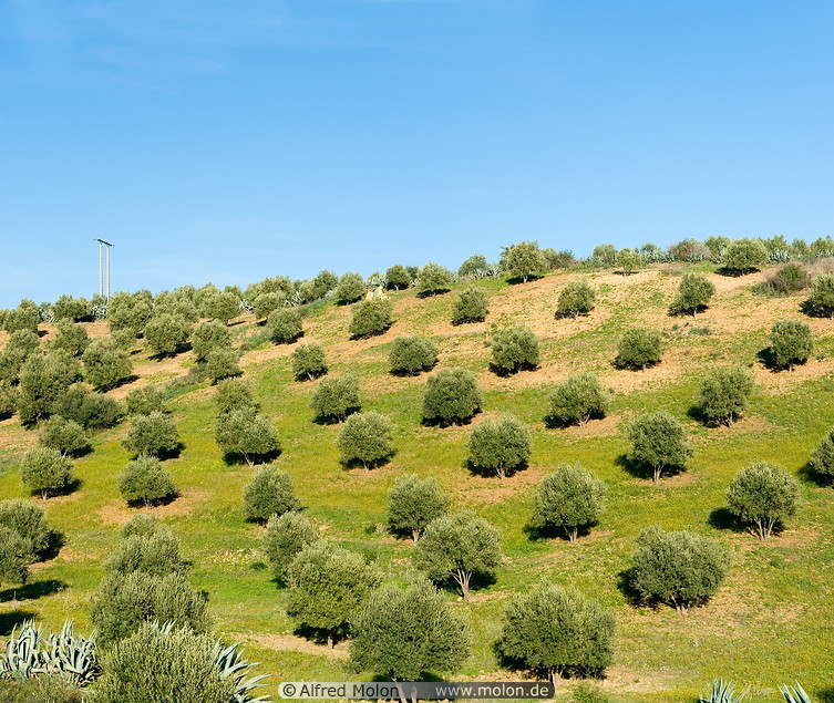 10 Olive tree plantation